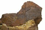 Hadrosaur Partial Ilium (Edmontosaurus) Bone - Wyoming #331008-3